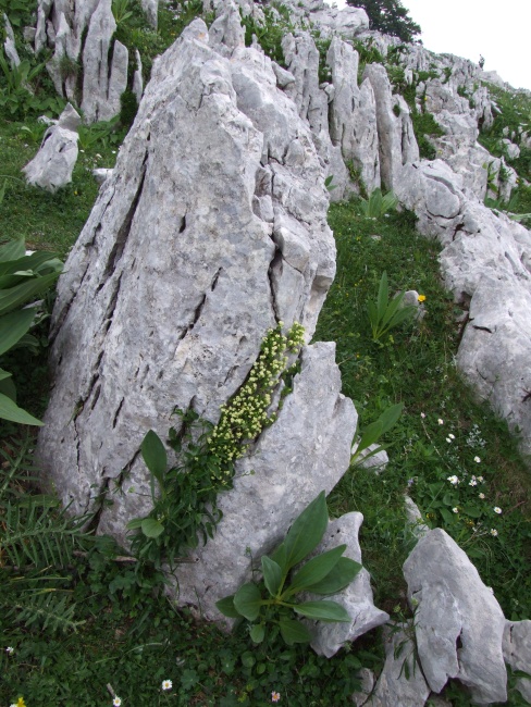 Galium magellense / Caglio della Majella